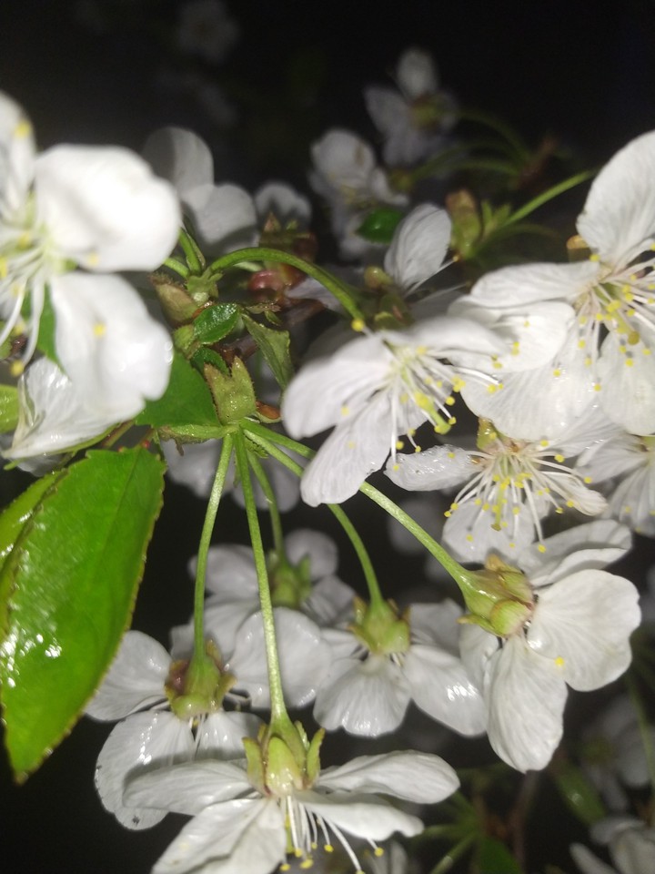~Cherry~