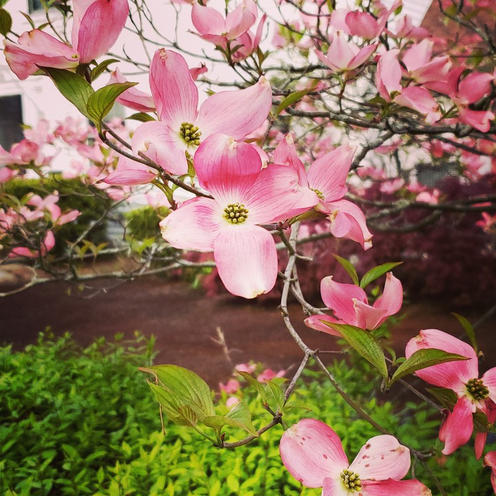 dogwood