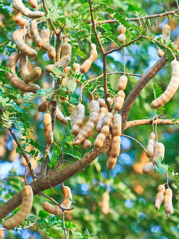 sweet tamarind tree☺♥☺