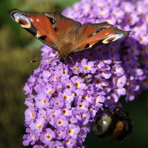 pollinator, flower वॉलपेपर