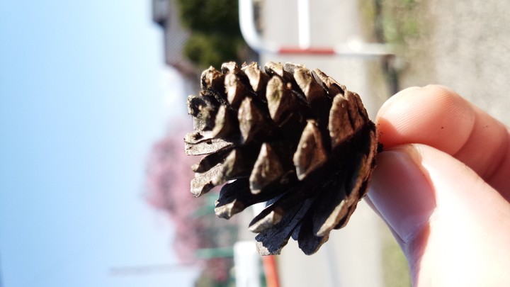 まつぼっくり