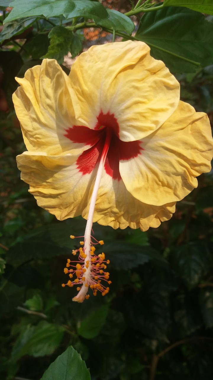 hibiscus