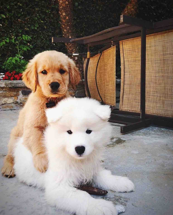 puppy