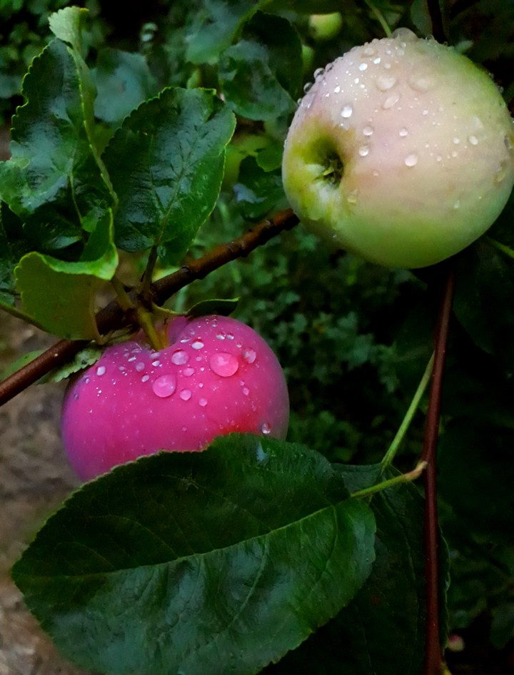 Apples