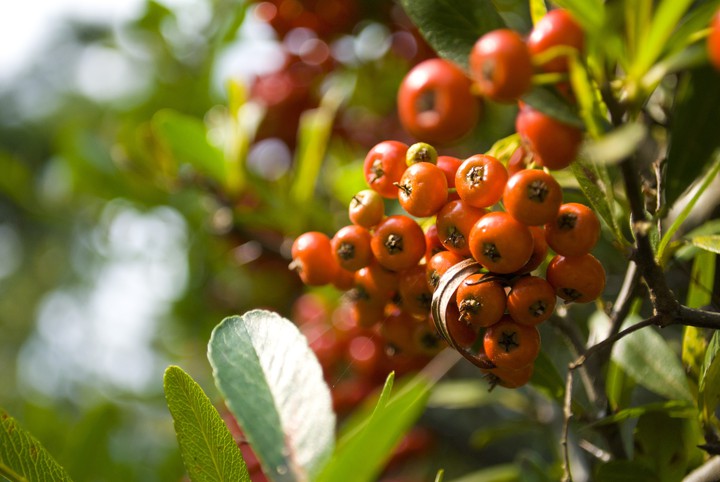Some fruit