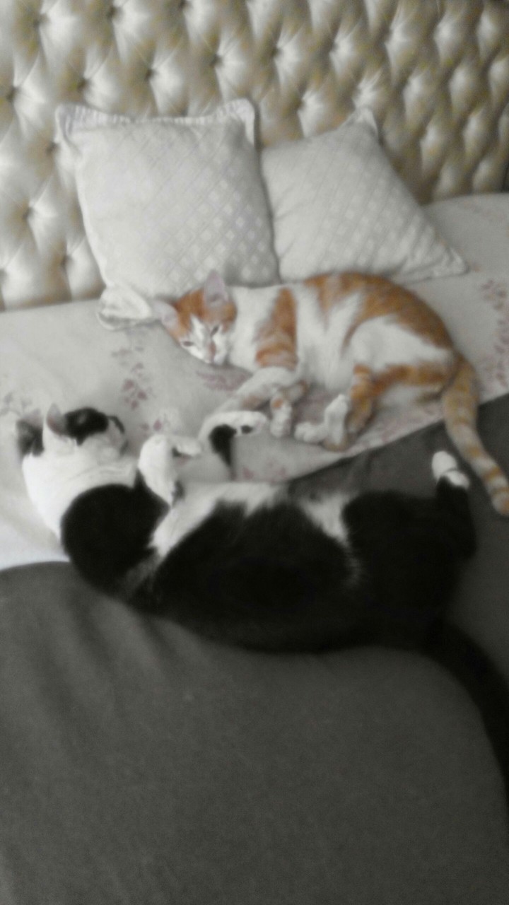 Silvestre y Simba
