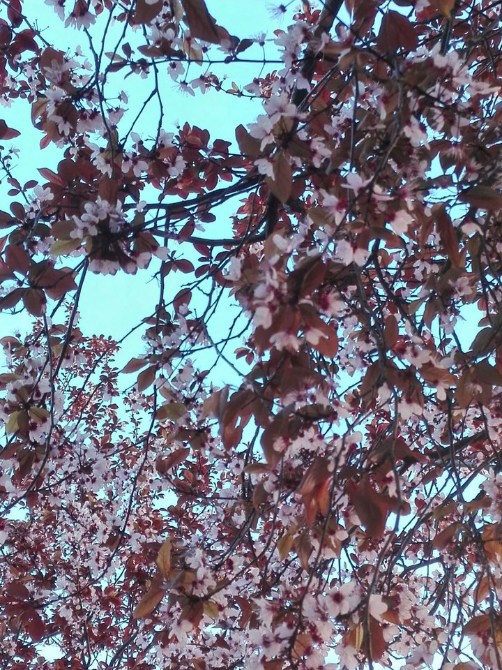 Cerezo