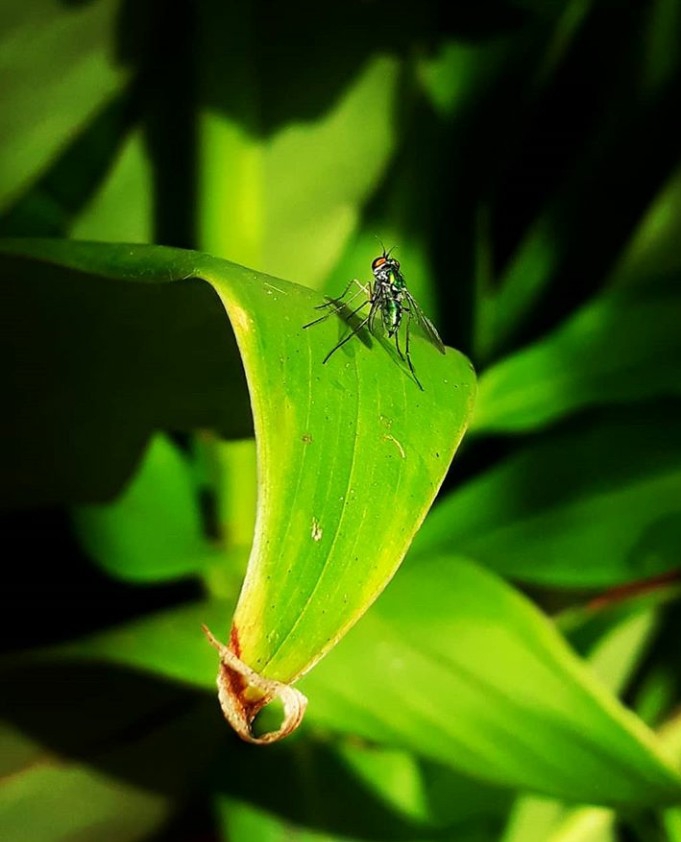 Mosquito