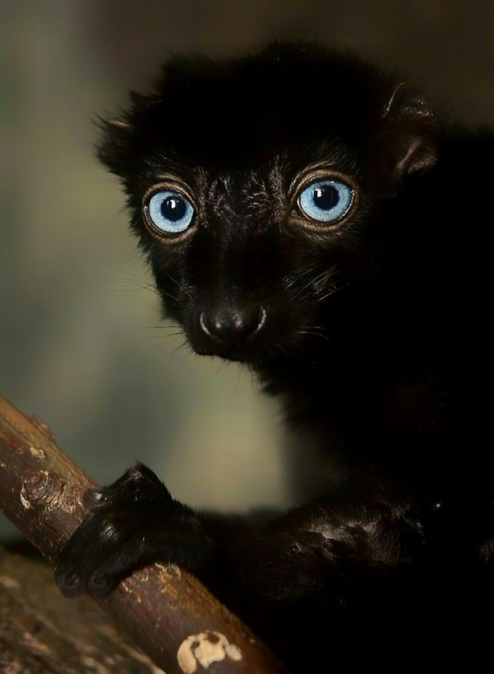 The Black Lemur with the Blue Eyes