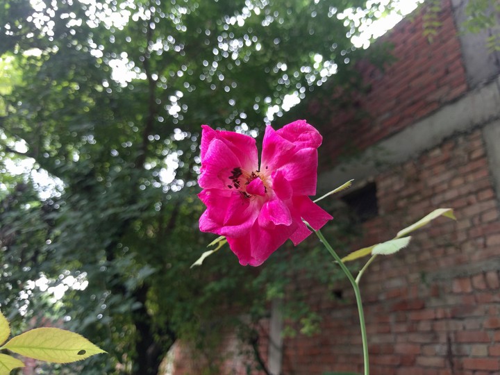 Rose Flower