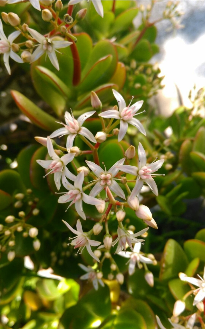 beautiful flower