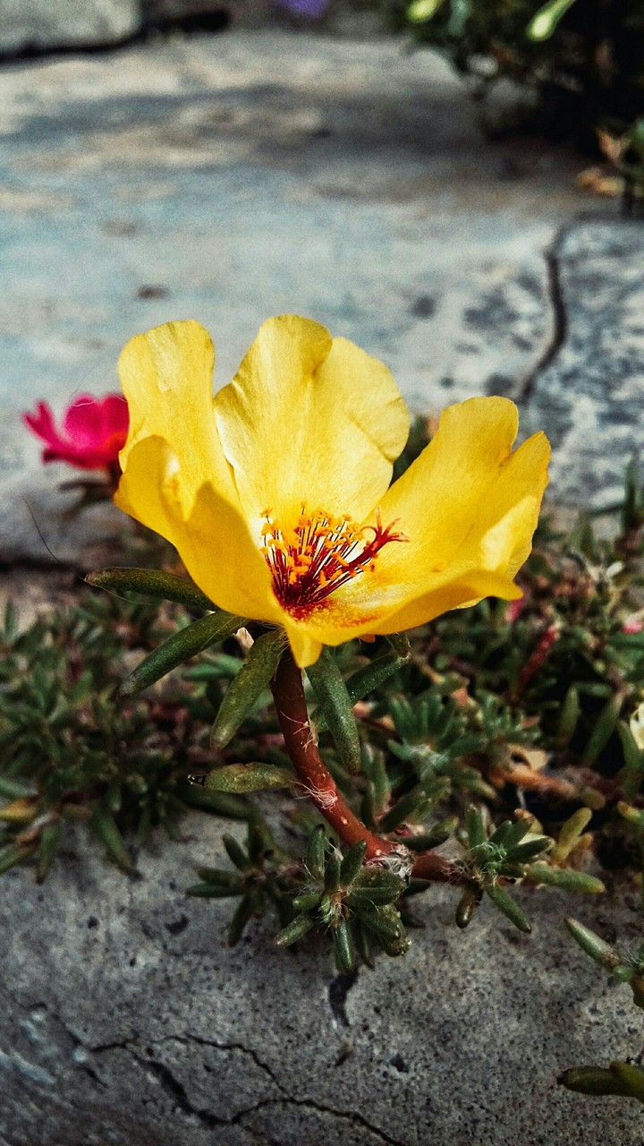 sunny flower