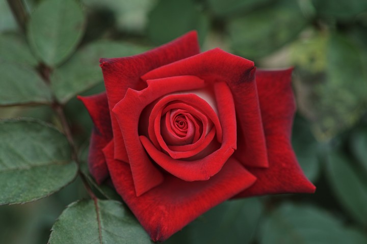 rosa vermelha