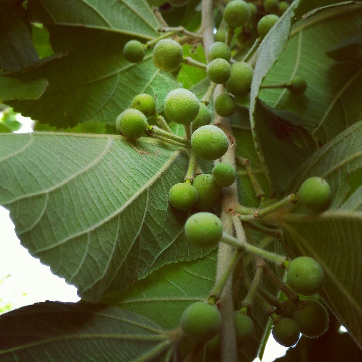 Green fruit