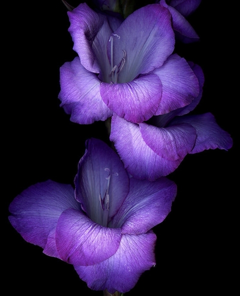 Purple Flower