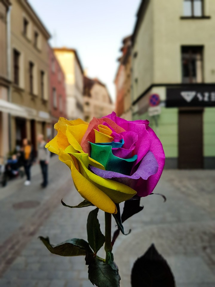 Rose rainbow.