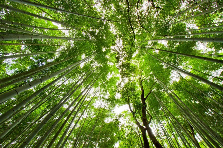 bambú forest
