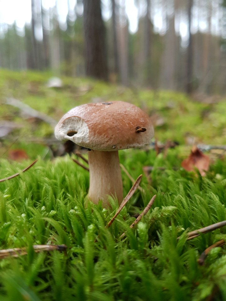 The mushroom in fresh green moss.