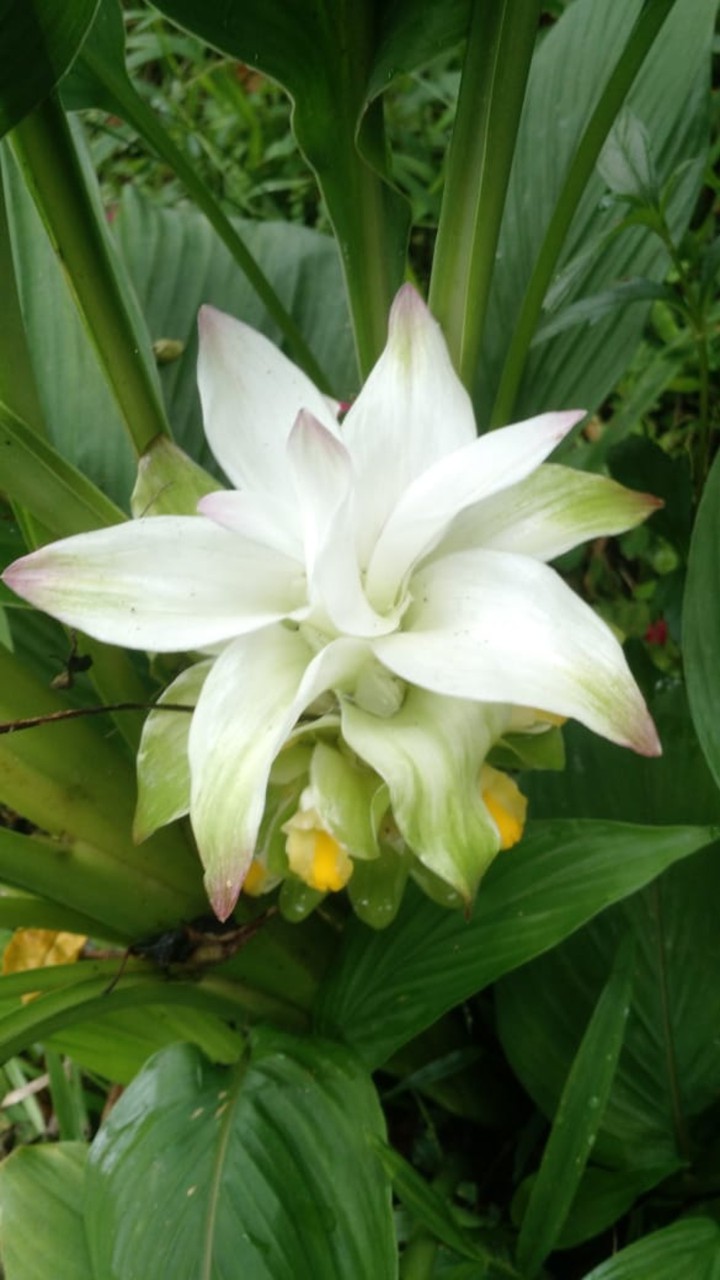 flor do açafrão ?