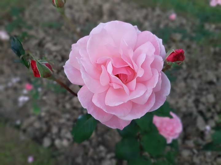 rose