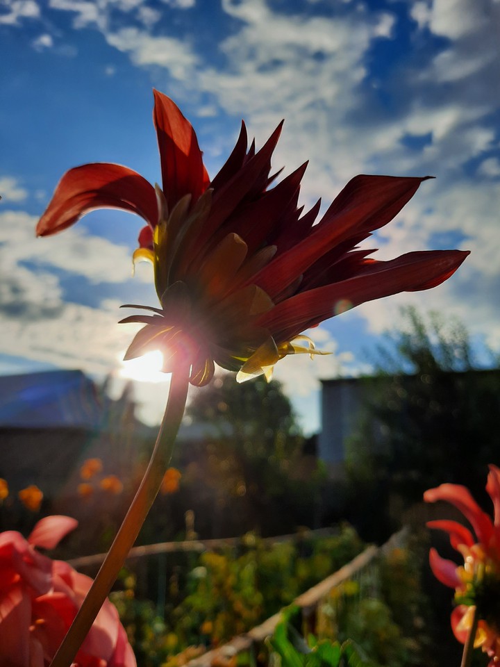 dahlias