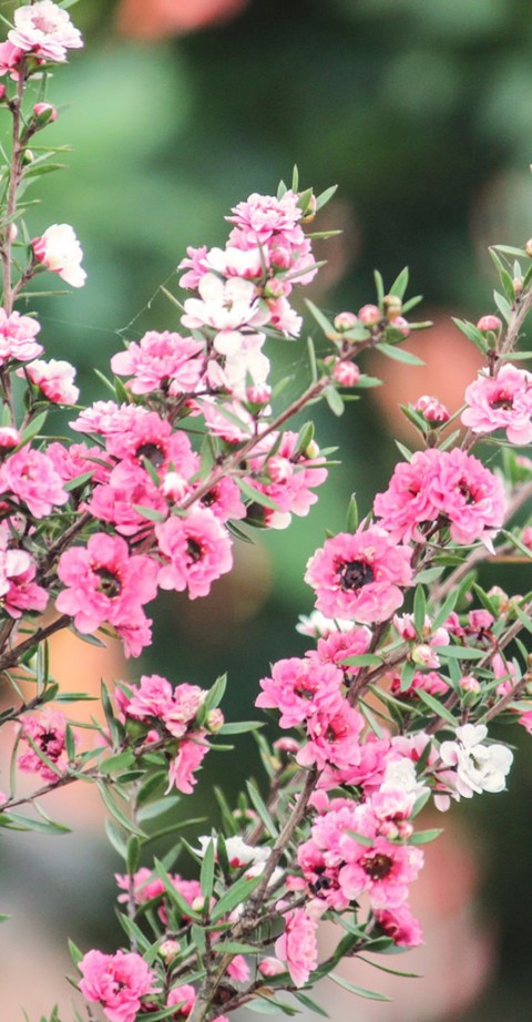 flores