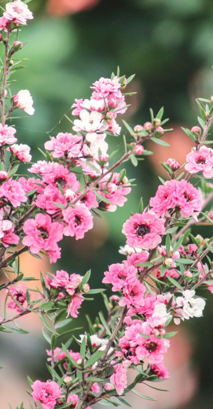flores