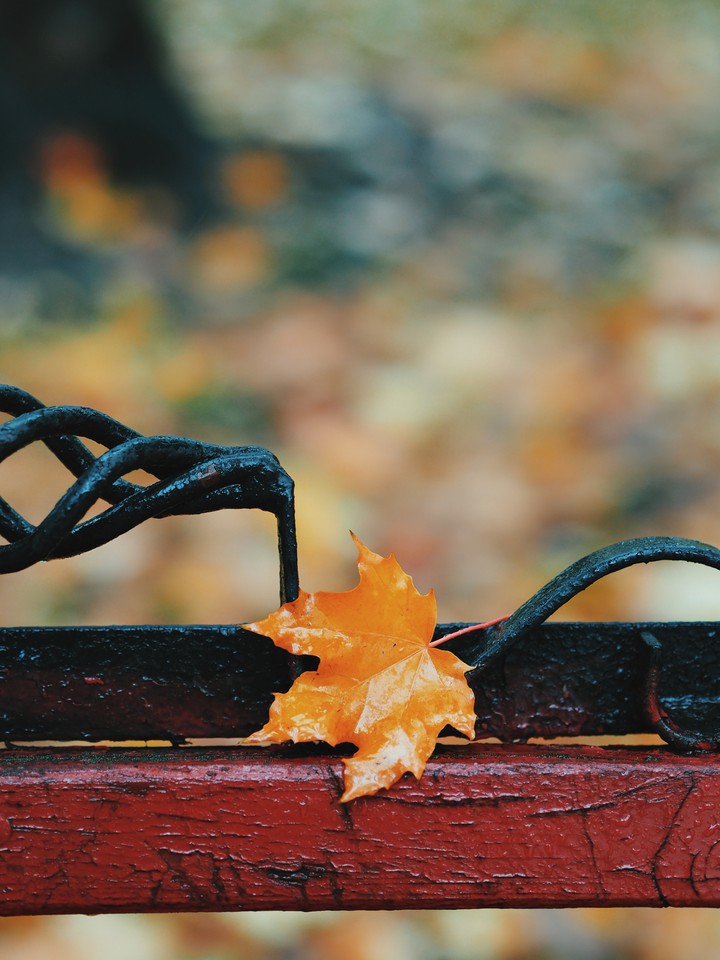 Maple leaf