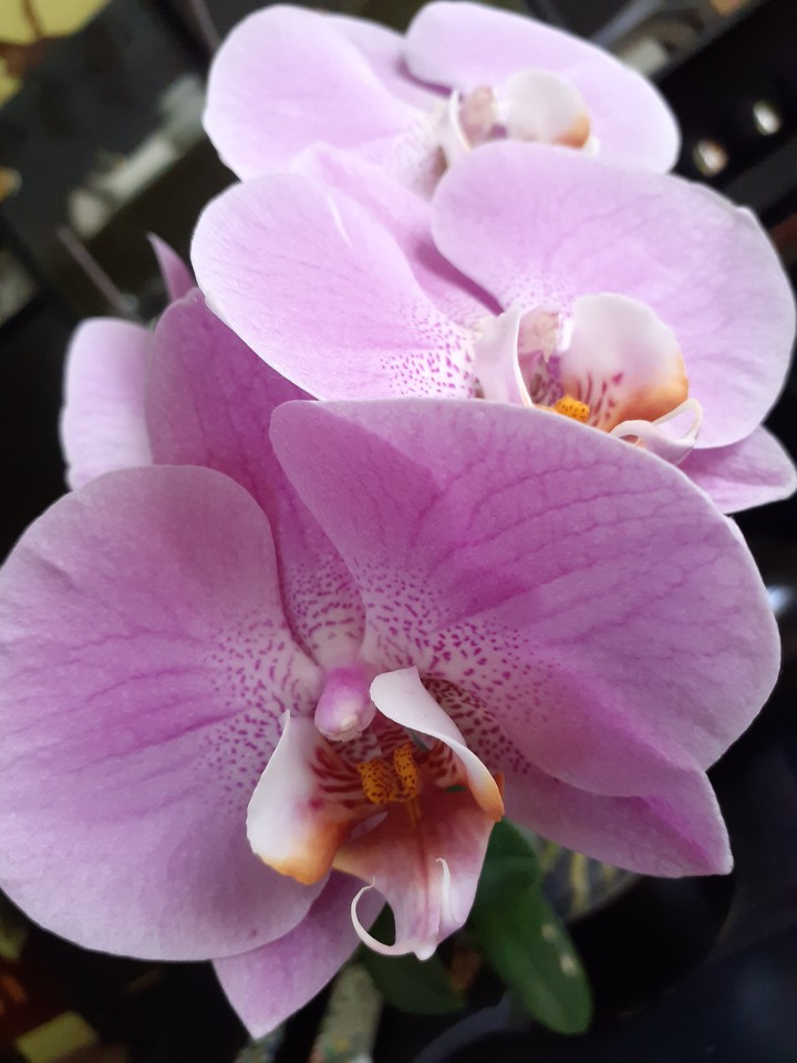 Orchids