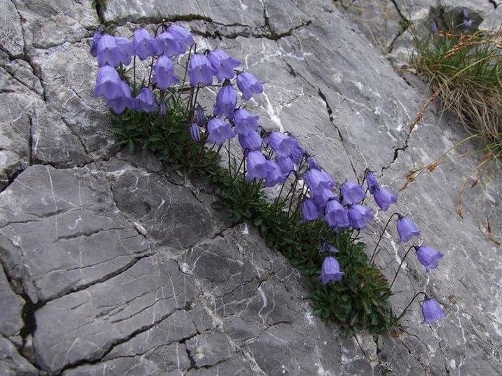 flower on the rock