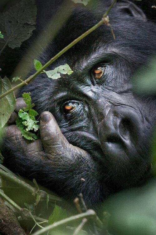 Gorilla
