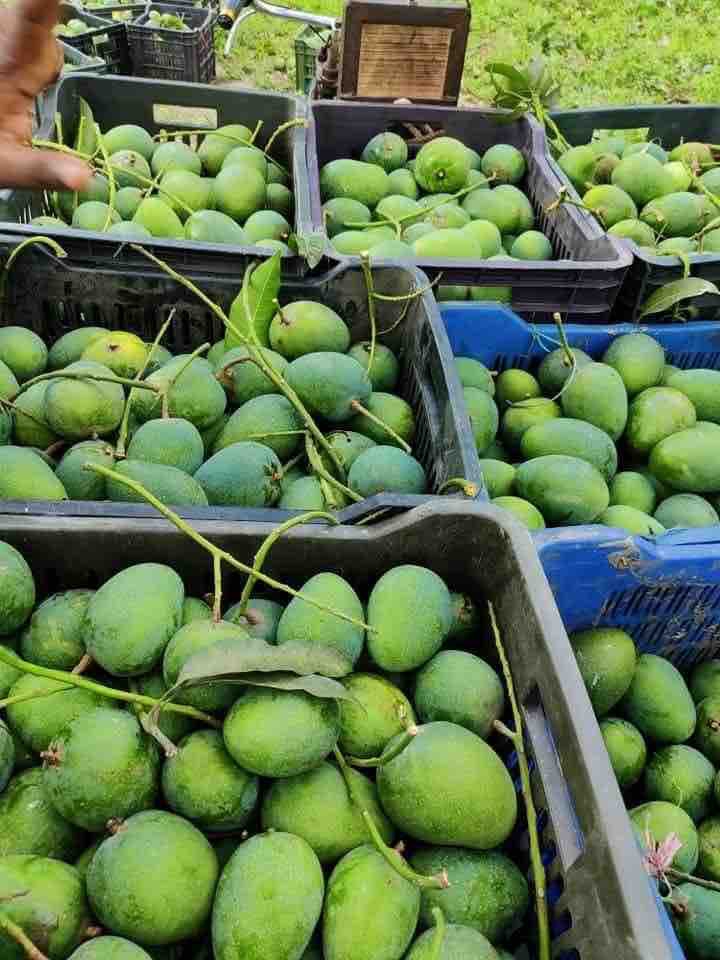 BD Mango ?