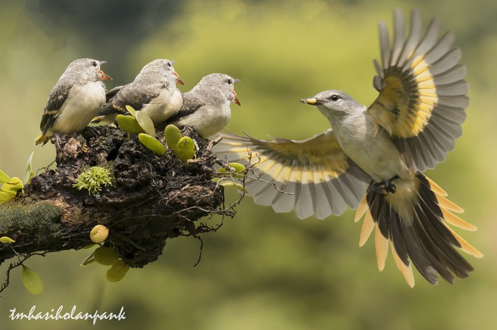 Feeding the baby’s
+ T M Hasiholan Pank
