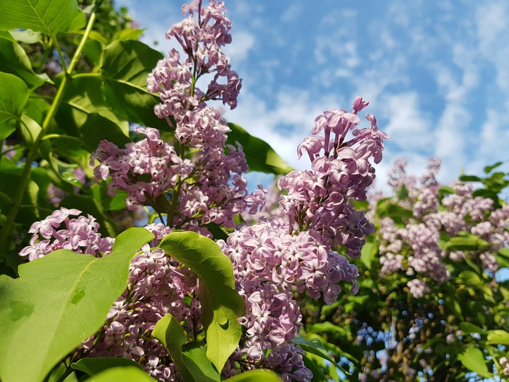 lilac