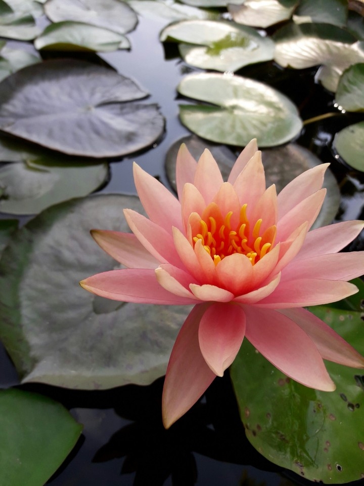 Blume