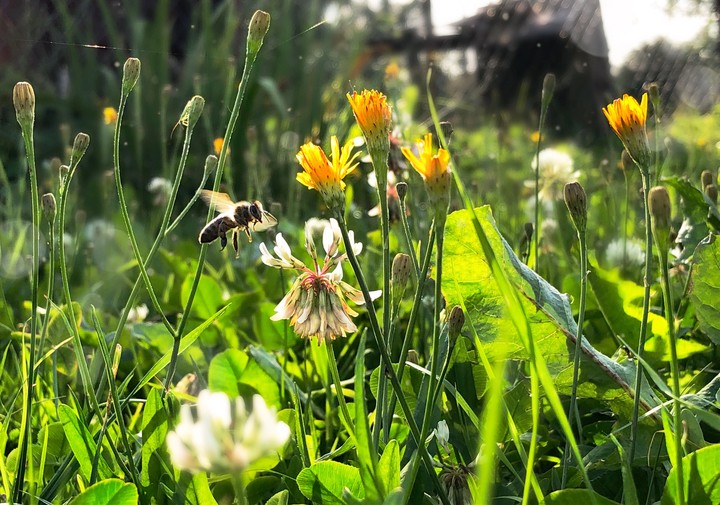 bee and flower