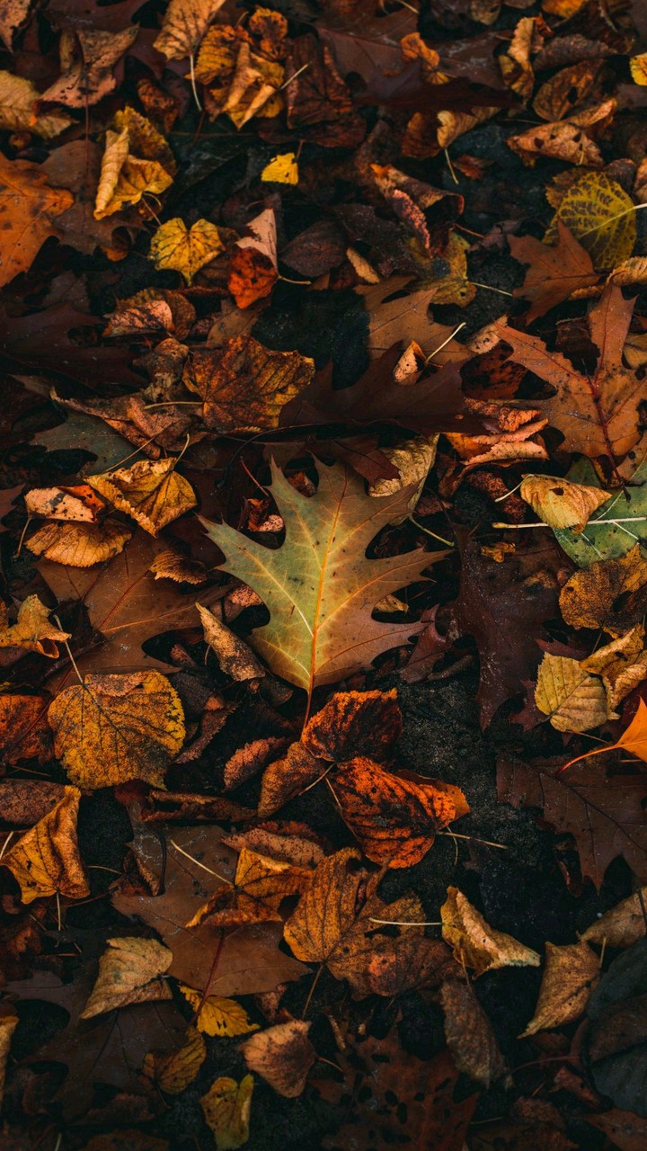Herbstlaub
