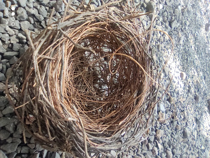 nest