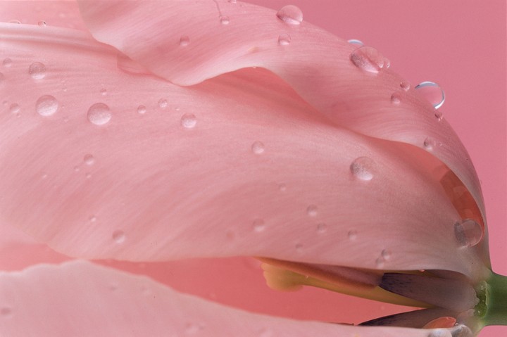 Beautiful Flowers