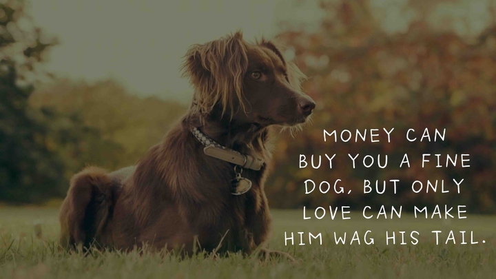 Dog quotes