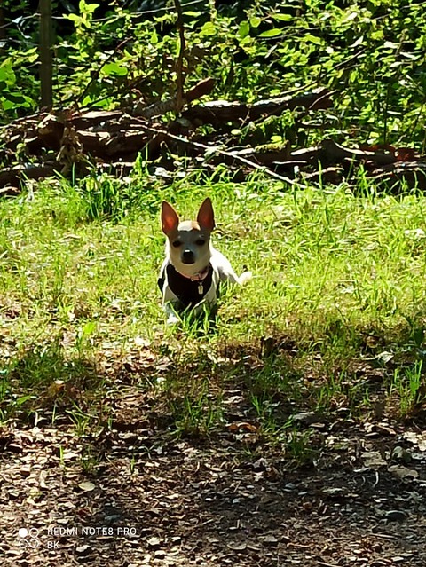 Chihuahua