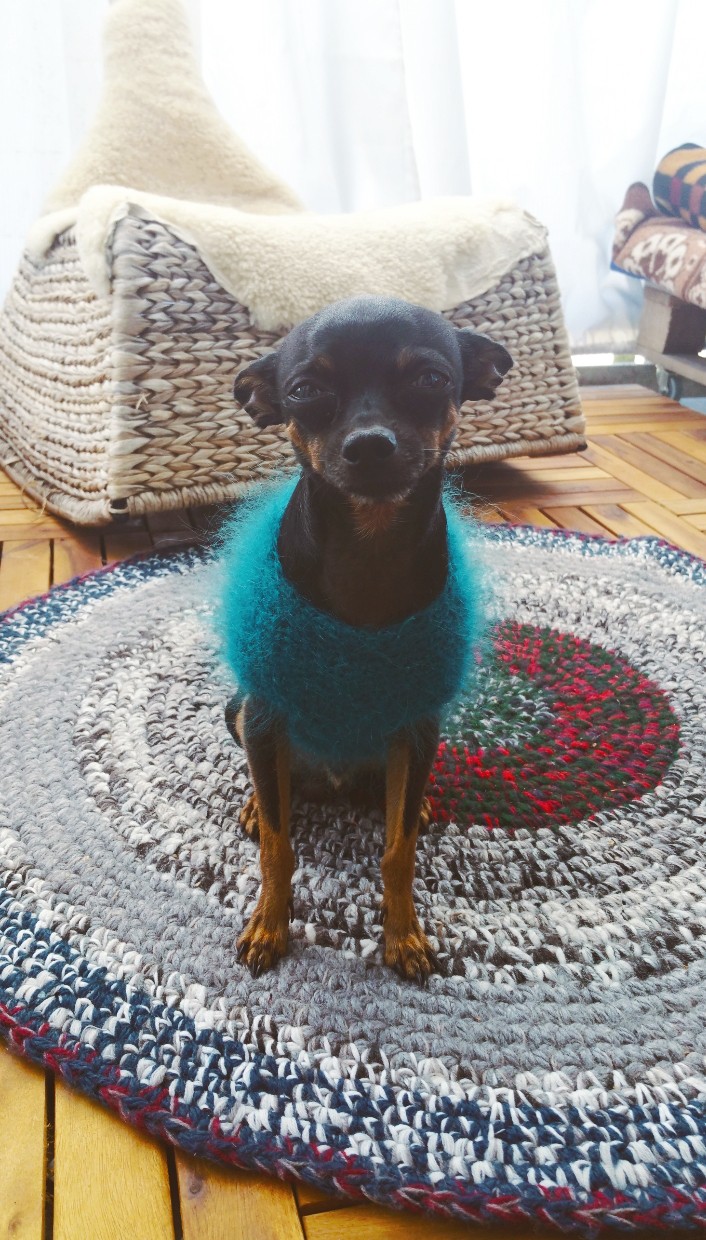 Dog