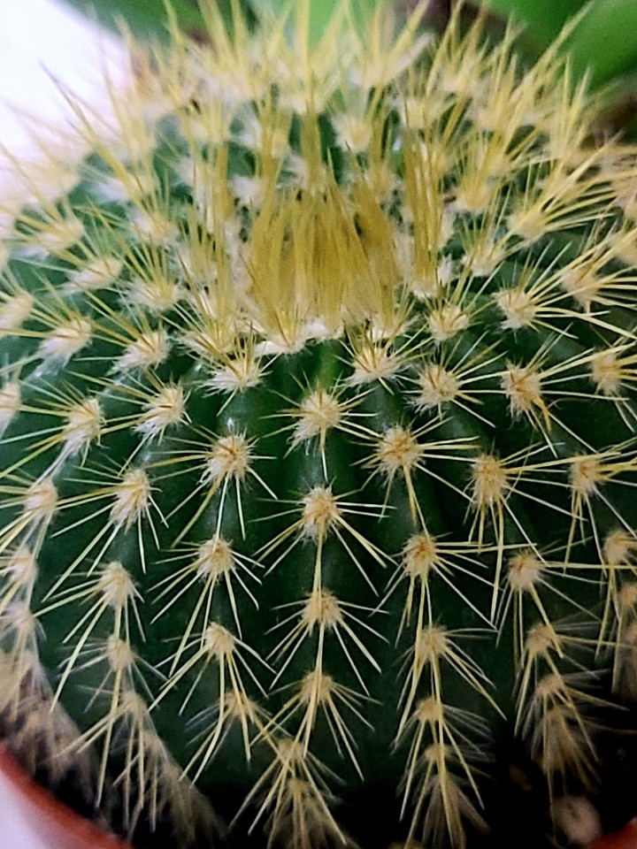 Cactus - Green Beauty of Desert ?️