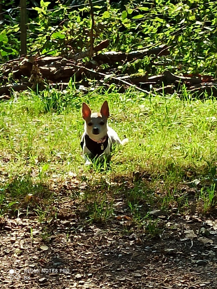 Chihuahua