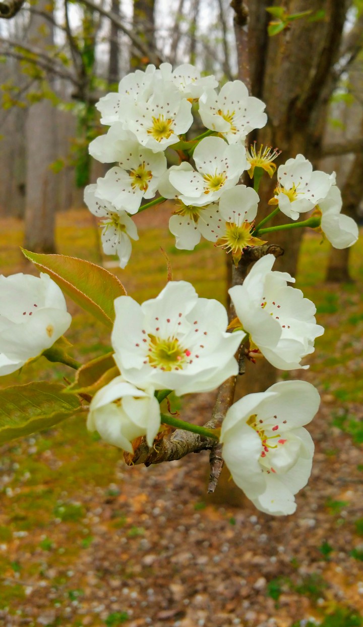 Pear tree