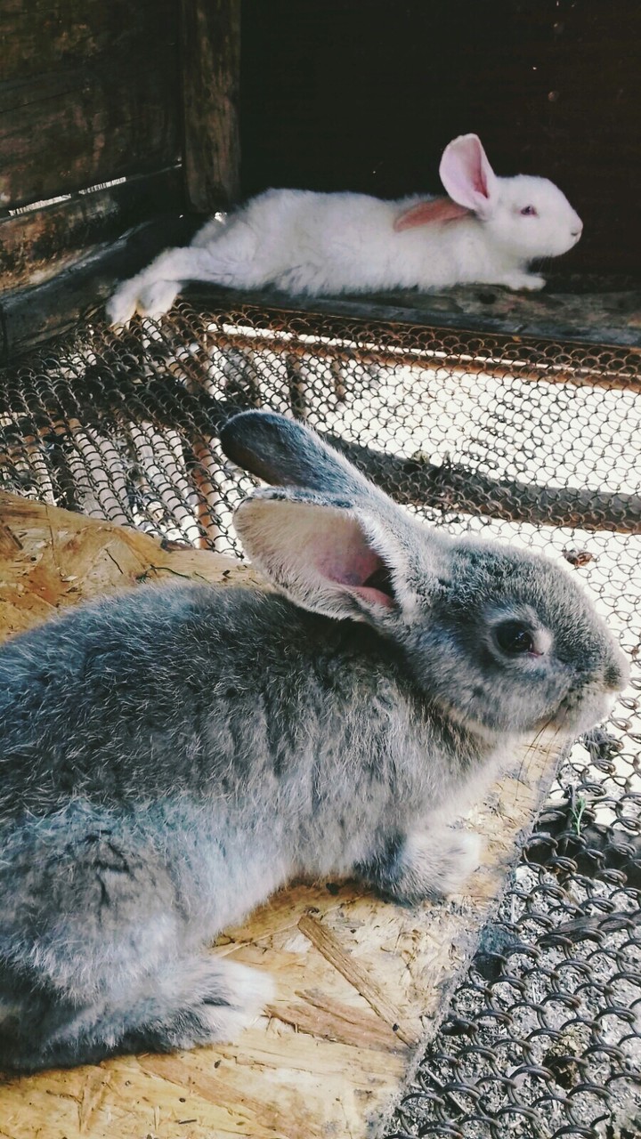 Rabbit