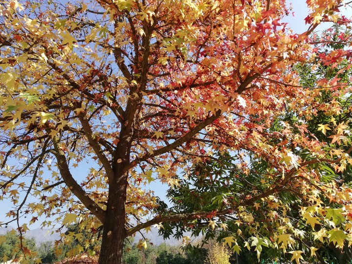 Otoño 