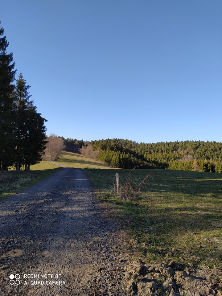 forests