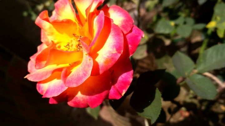 Shining rose