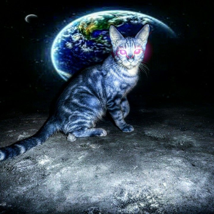 kucing